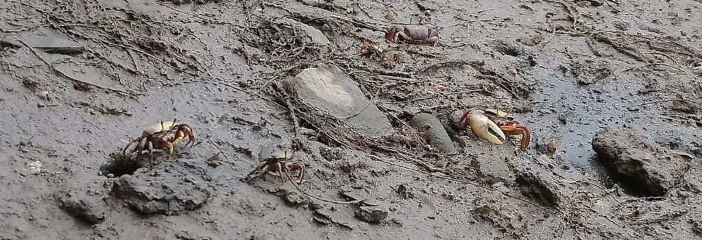 Photo of crabs on a muddy background with rocks and holes. Two grabs, left of center, face right, a third crab with a large pincer faces towards the camera right of center. More crabs can be seen in the background. The crabs are light yellow with brown-orange tones, and have stalky eyes.