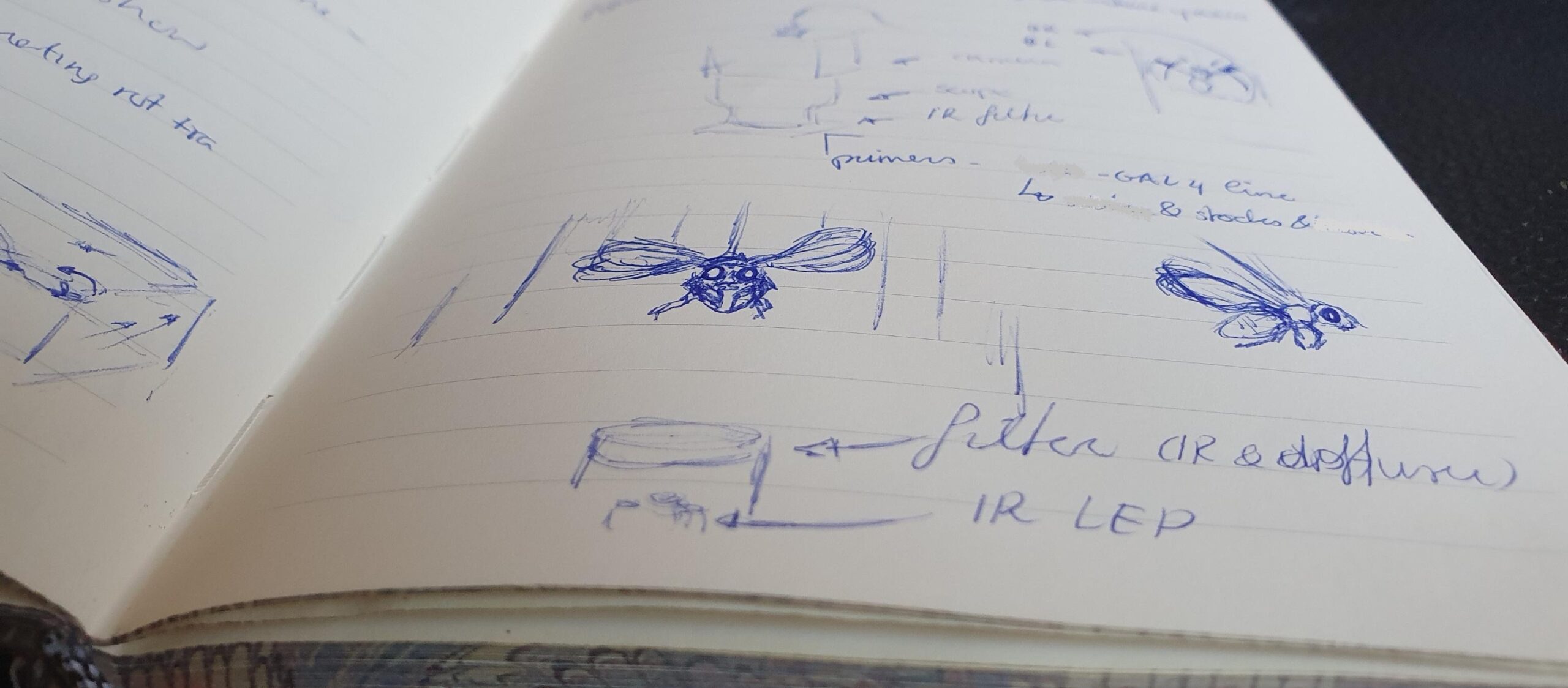 Notebook sketch in ballpoint of a tethered fly.